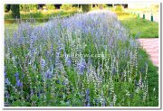 Mysore brindavan gardens flowers 4