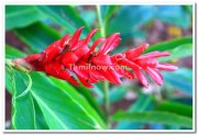 Mysore brindavan gardens flowers 5