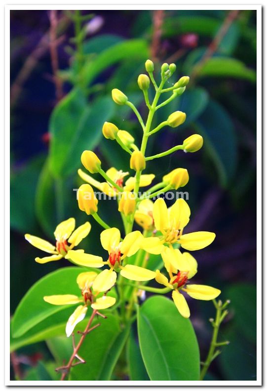 Mysore brindavan gardens flowers 6