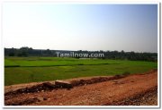 Paddy fields enroute brindavan