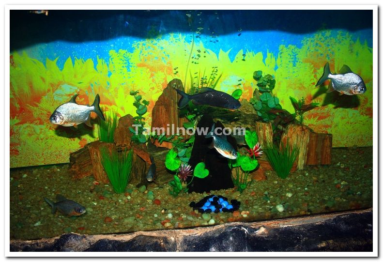 Vishweshwariah aquariam brindavan 3