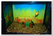 Vishweshwariah aquarium brindavan gardens 1