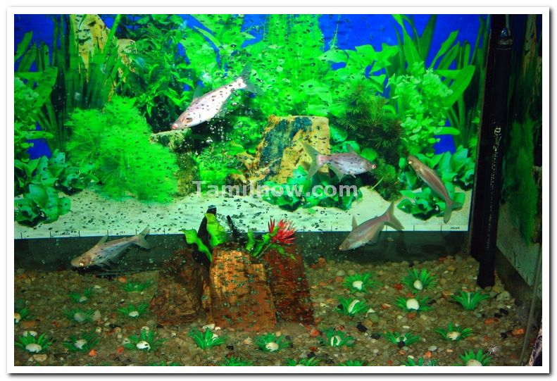 Vishweshwariah aquarium brindavan gardens 2