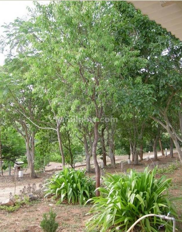 Sandalwood tree