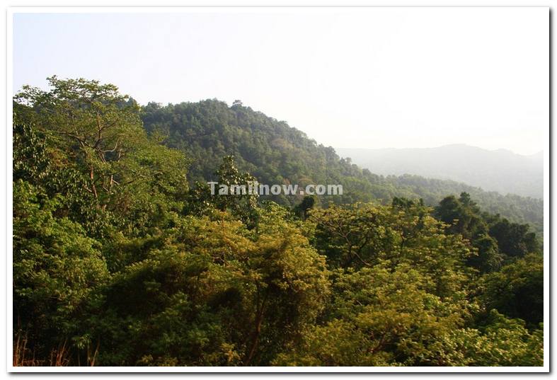 Thick forest near dudhsagar