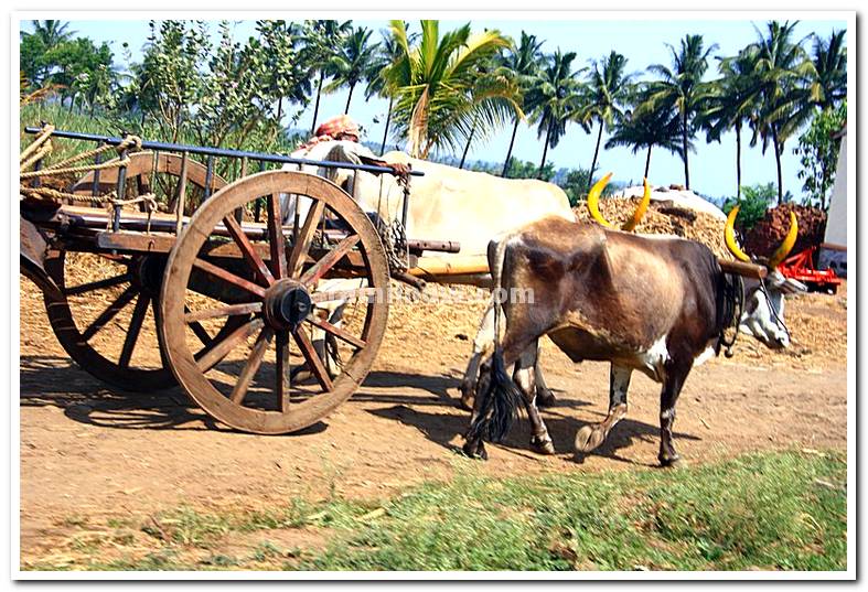 Bullock cart in akiwad maharashtra