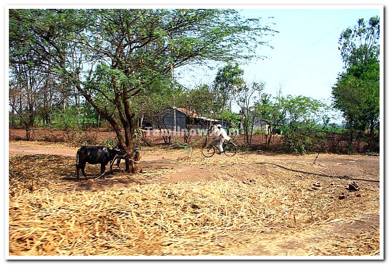 Maharashtra village scene