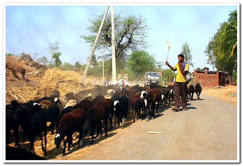 Sheep herd near akiwad