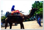 Camel ride in miraj