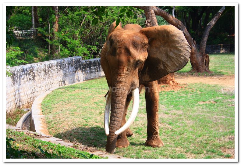 African elephants at mysore zoo 1