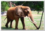 African elephants at mysore zoo 2