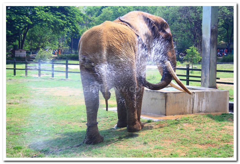 African elephants at mysore zoo 3