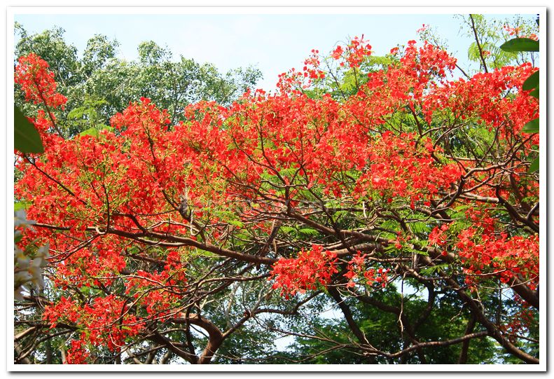 Beautiful mysore zoo 3