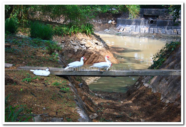 Birds at mysore zoo 1