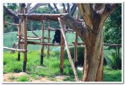 Chimpanzee at mysore zoo 1