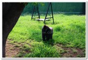 Chimpanzee at mysore zoo 2