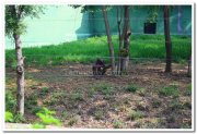 Chimpanzee at mysore zoo 3