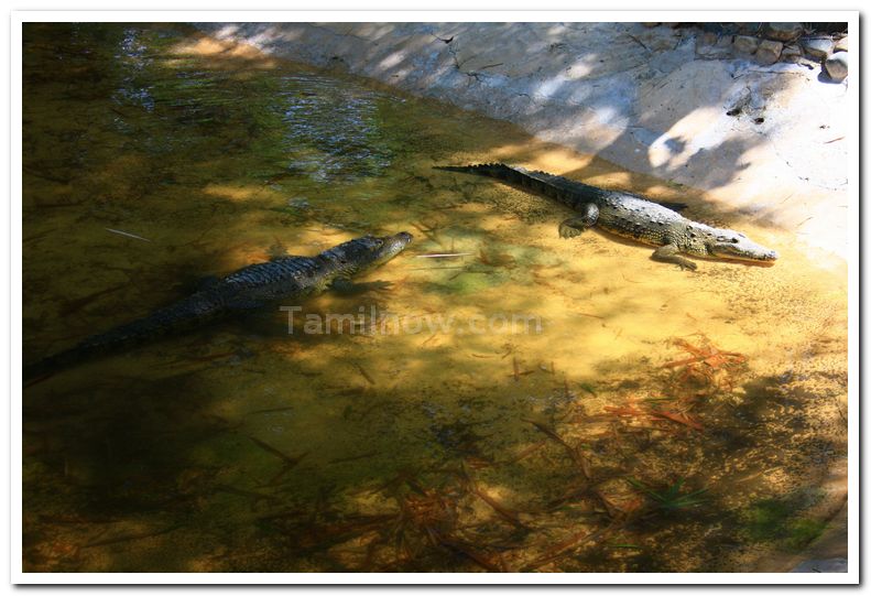 Crocodiles at mysore zoo 1