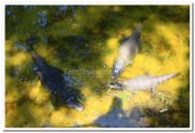 Crocodiles at mysore zoo 2