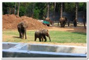 Elephants at mysore zoo 1