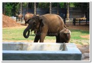 Elephants at mysore zoo 2