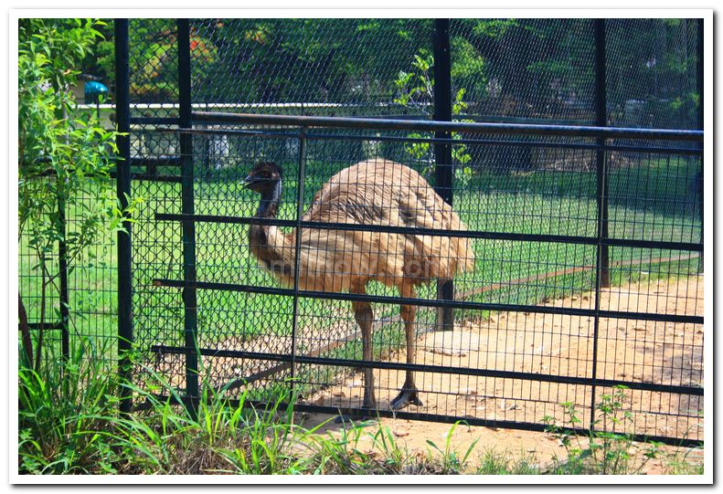 Emu at mysore zoo