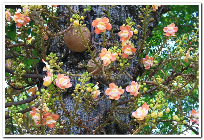 Flowers at mysore zoo 3