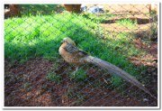 Fowls at mysore zoo 1