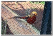 Fowls at mysore zoo 2