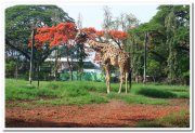 Giraffe at mysore zoo 1