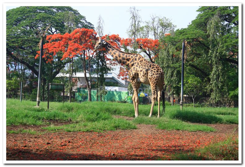 Giraffe at mysore zoo 1