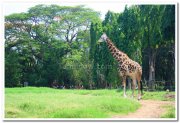 Giraffe at mysore zoo 2