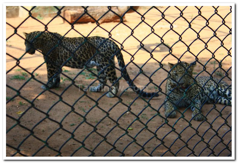 Leopards at mysore zoo