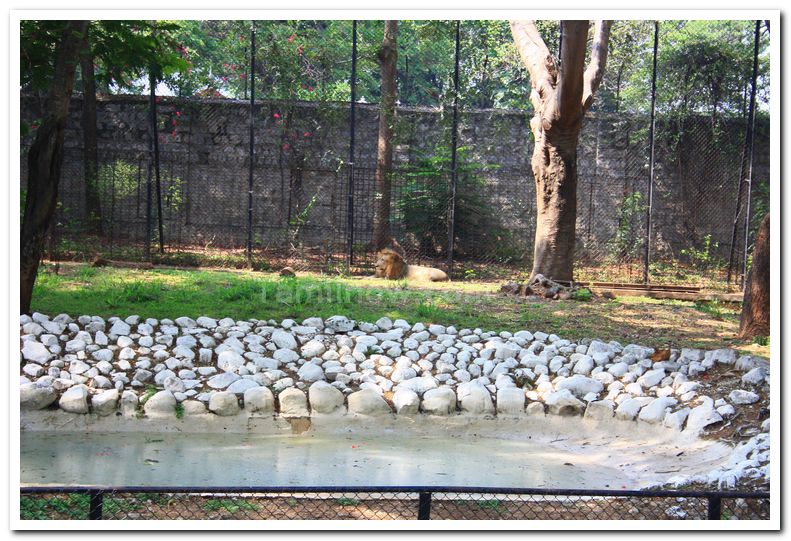 Lion at mysore zoo 1