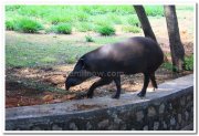 Mysore zoo animals 1
