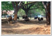 Mysore zoo animals 2