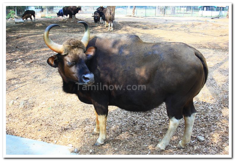 Mysore zoo animals 3