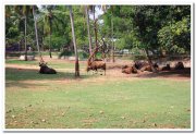Mysore zoo animals 5