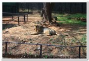 Mysore zoo animals 6