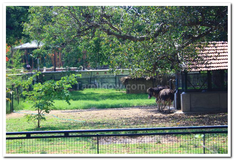 Ostrich at mysore zoo