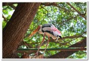 Painted strokes at mysore zoo 1