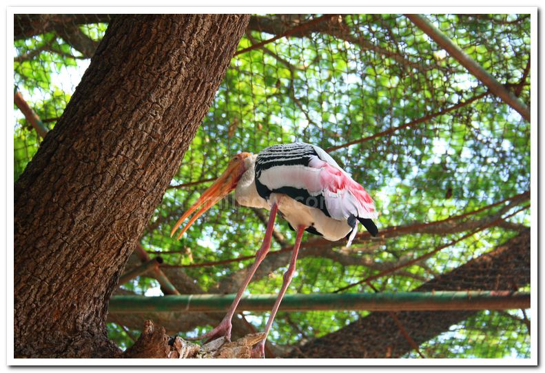 Painted strokes at mysore zoo 1