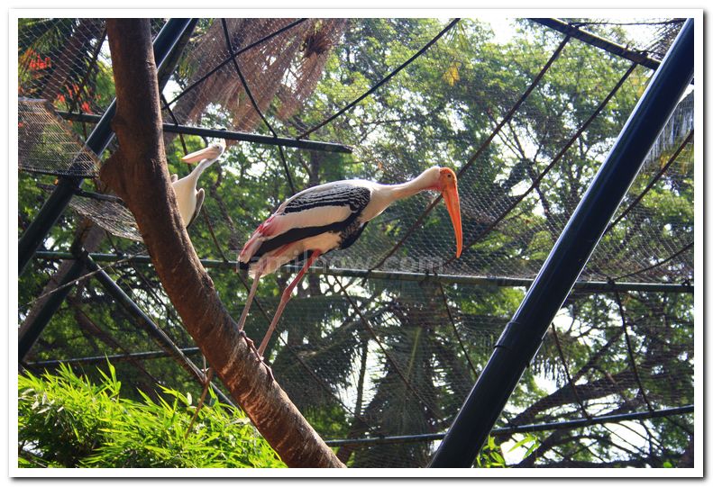 Painted strokes at mysore zoo 3