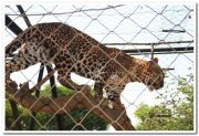 Panthers at mysore zoo 1