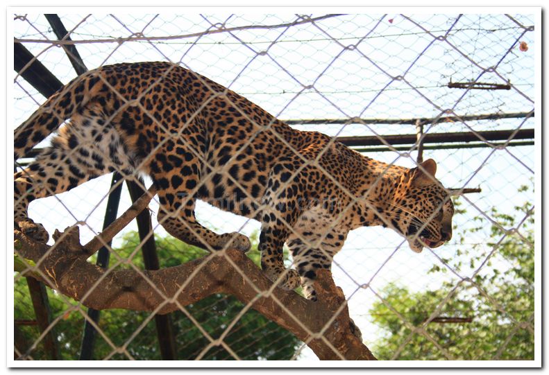 Panthers at mysore zoo 1
