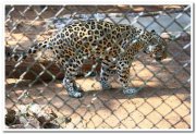 Panthers at mysore zoo 2