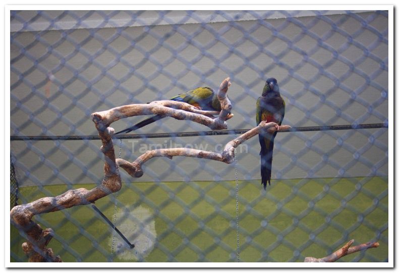 Parakeet at mysore zoo