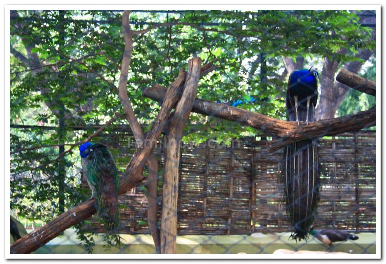 Peacock at mysore zoo 1