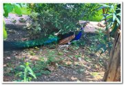 Peacock at mysore zoo 2