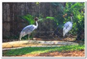 Strokes at mysore zoo 2